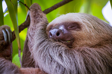 A two-toed sloth sleeps among the leafs