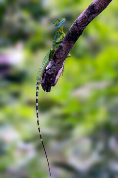 Green Basilisk blending perfectly well with its environment