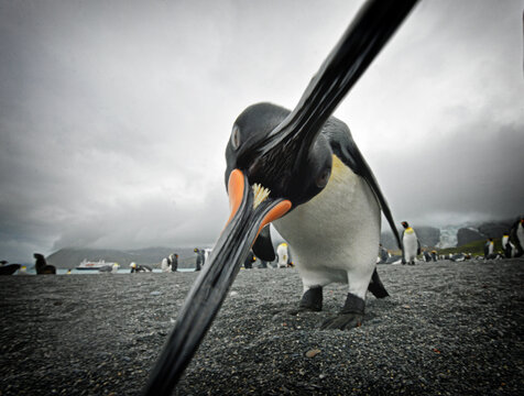King Penguin (Aptenodytes patagonicus) chomping on the camera