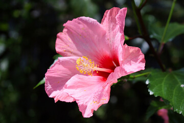 Obraz premium ハイビスカス 