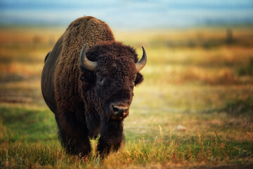 Buffalo (Bison bison) in Jackson, Wyoming                                                                                                                                              
