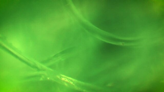 Microscopic Abstract Background - Velcro 02