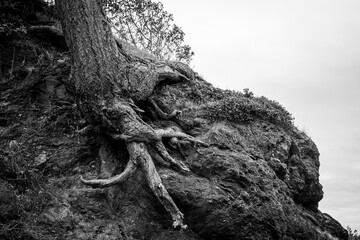A black and white photo of a tree and roots gripping to hard rocks