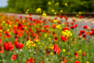 Field of poppy and yellow flowers, daylight and outdoor