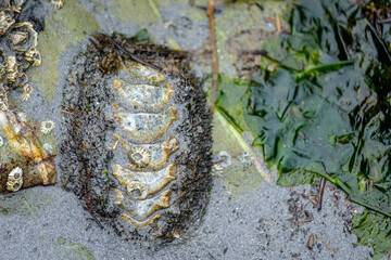 A chiton is uncovered during low tide on a beach