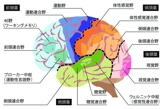 頭頂葉 Images – Browse 245 Stock Photos, Vectors, and Video