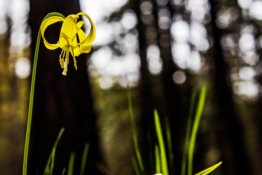 Yellow Avalanche Lily growing on the forest floor in early spring