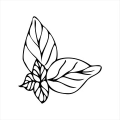 Vector image of spinach leaf in doodle style 