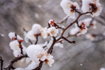 Snow and frost during late spring flowering season, blossoming apricot tree with white flowers in the garden, nature background. Anomaly weather and climate change concept