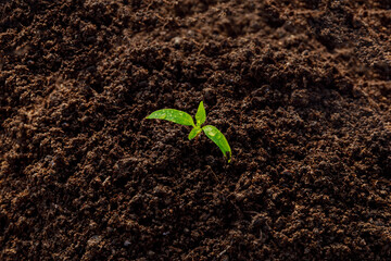 Transplanting seedlings. Single seedling of young pepper in fertile soil.