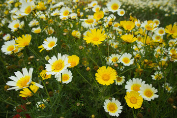 Spring daisies in the meadow