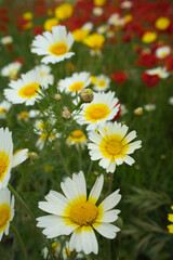 Spring daisies in the meadow