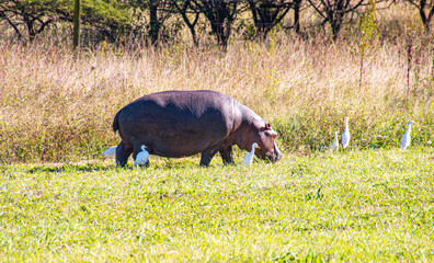 White Birds Surrounding Hippo Grazing on Green Grass