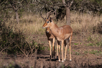 Close Up of Two Nyala Antelope in Natural Bushy Vegetation
