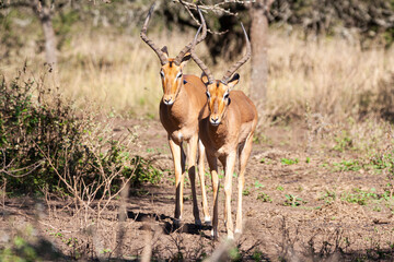 Naklejka premium Close Up of Two Nyala Antelope in Natural Bushy Vegetation