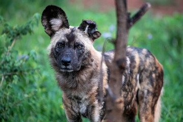 African Wild Dog (Lycaon pictus) with left ear torn off