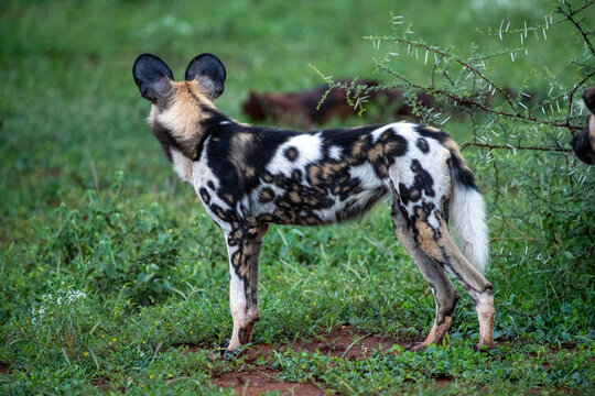 African Wild Dog (Lycaon pictus) looking Backwith ears raised