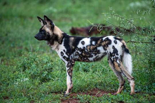 African Wild Dog (Lycaon pictus) profile