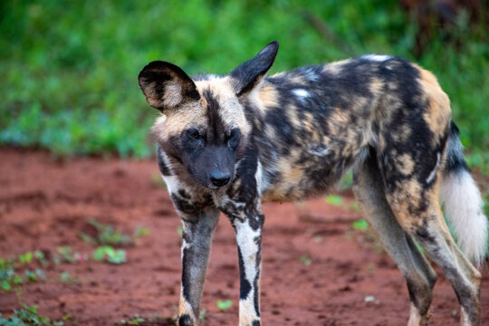African Wild Dog (Lycaon pictus) standing