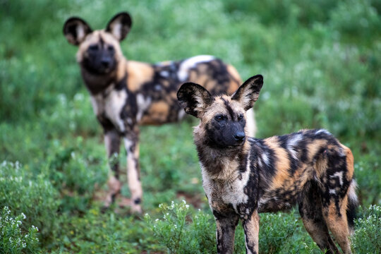 Two African wild dogs (Lycaon pictus) 