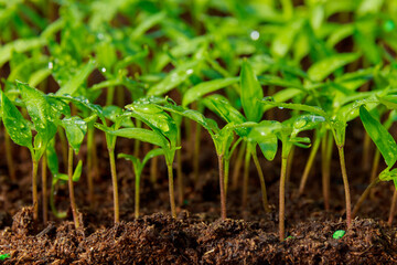 pepper seedlings grown in trays in a greenhouse