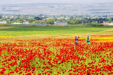 Field of poppy and yellow flowers and beautiful women, daylight and outdoor