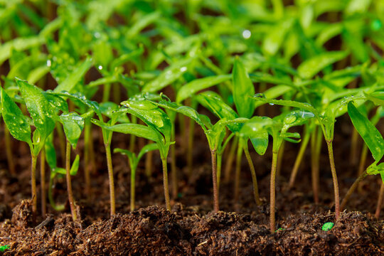 pepper seedlings grown in trays in a greenhouse