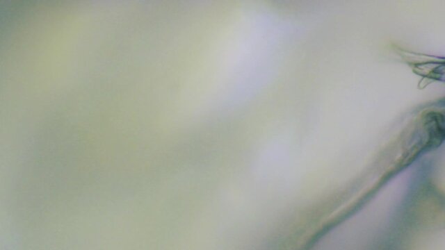 Facial Tissue under a Microscope Extreme Closeup