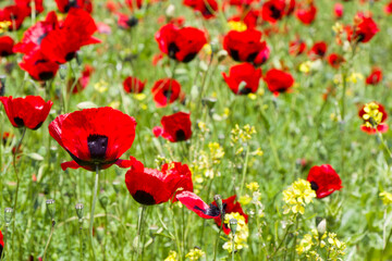 Fototapeta premium Field of poppy and yellow flowers, daylight and outdoor