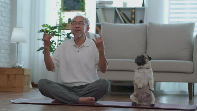 Elderly people on the day of retirement, Asians do meditation with a pug in the living room in the morning. Family and health of the elderly concept