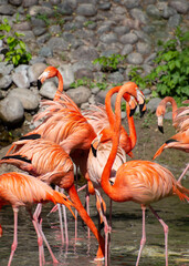 Vivid red flamingoes in a park pong on a summer day