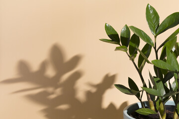 green tropical plant zamioculcas in sunlight shadows on a beige background with a copy space. Ornamental garden in the apartment. Minimal modern interior decoration concept.