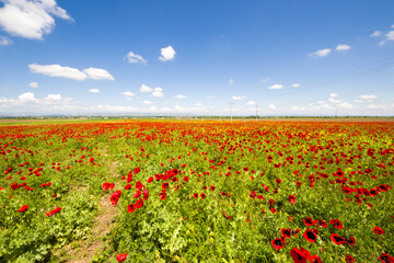 Field of poppy and yellow flowers, daylight and outdoor