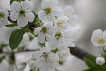 white sour cherry flowers blooming close-up view