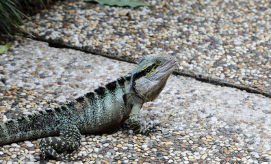 Closeup of water dragon on pavement in Brisbane, Queensland, Australia