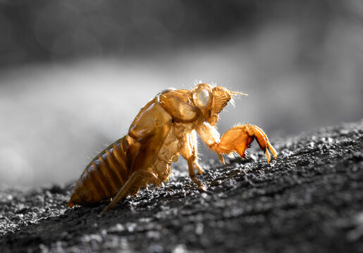 Empty Cicada Shell on tree trunk