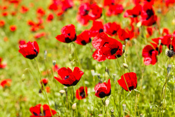 Obraz premium Field of poppy and yellow flowers, daylight and outdoor