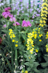 thickets of tall lilac-colored bells on summer
