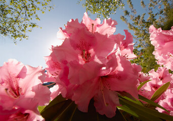 Close up of pink Azalea flowers against blue sky