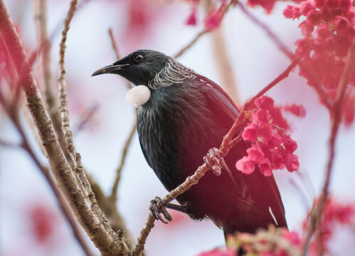 New Zealand Tui perched in a flowering cherry tree