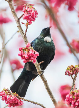 New Zealand Tui perched in a flowering cherry tree