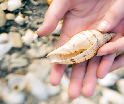 Womans hand holding shell