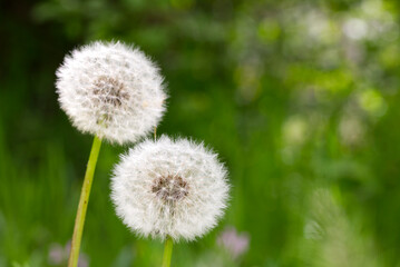 Dandelion in green grass with dew lawn backround