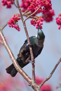 Tui feeding from cherry blossom tree