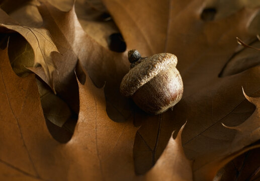 Acorn laying on top of brown oak tree leaves