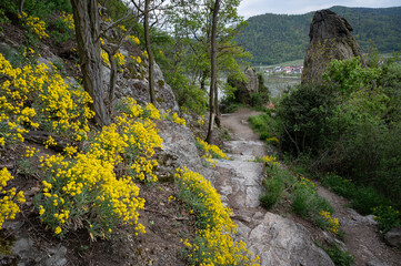 Fototapeta premium Felsenkraut Frühlingsblüte am Welterbesteig der Wachau