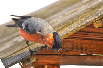 The bullfinch (Latin Pyrrhula) sits on the roof of the feeder, looks down curiously. The bird flew...