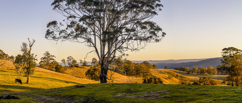 Panorama of golden light shining on farmland with cows, pony and gumtrees