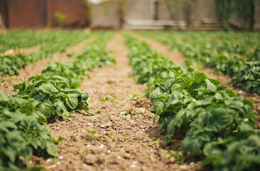 A vegetable garden with potatoes in the countryside. The potatoes are planted in long rows.
