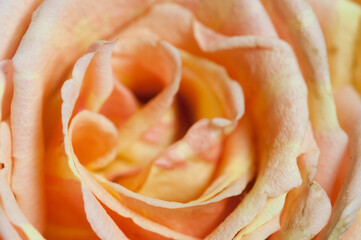 Rose flower fragment macro shot